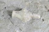 Fossil Crinoid (Uperocrinus) - Missouri #87309-3
